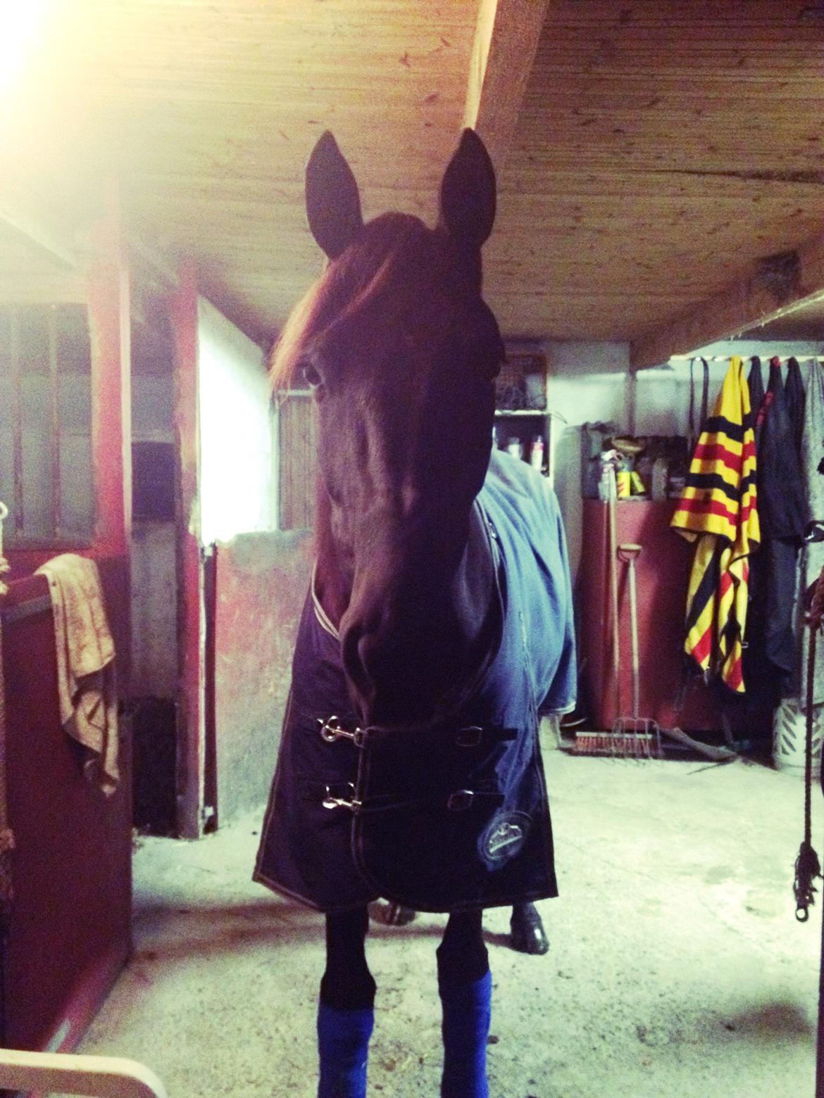 Traver Silas billede 13