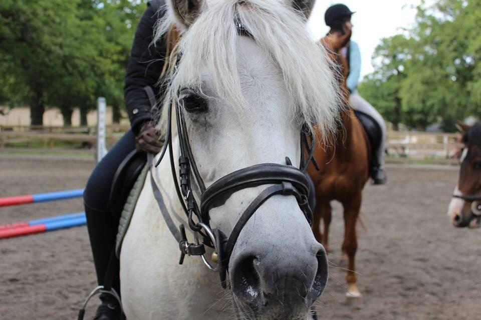 Anden særlig race Fanta Exotic billede 39