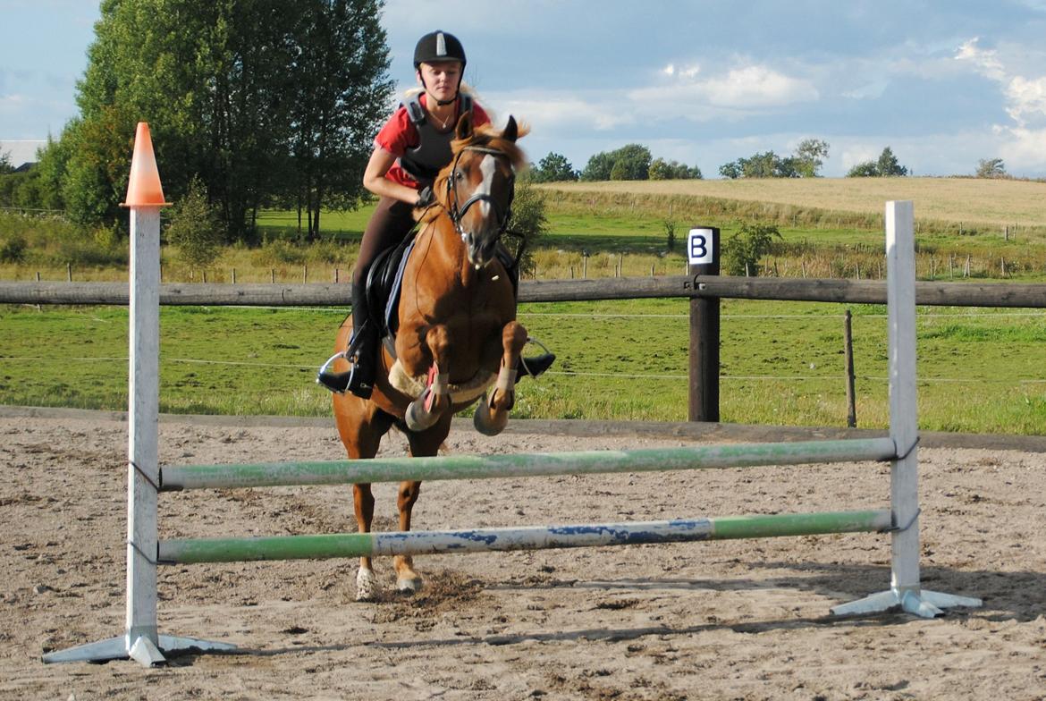 Anden særlig race Luca billede 17