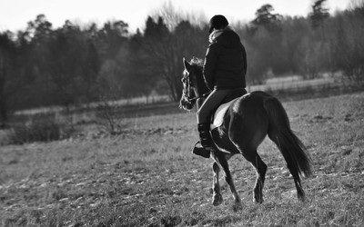 Anden særlig race Luca billede 18