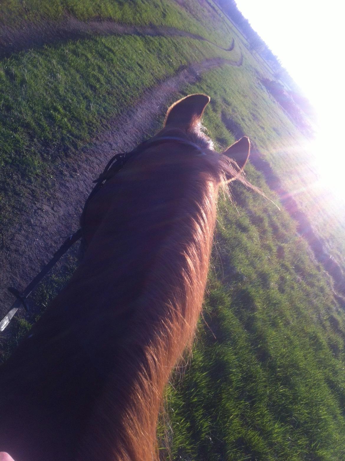 Anden særlig race Luca billede 22