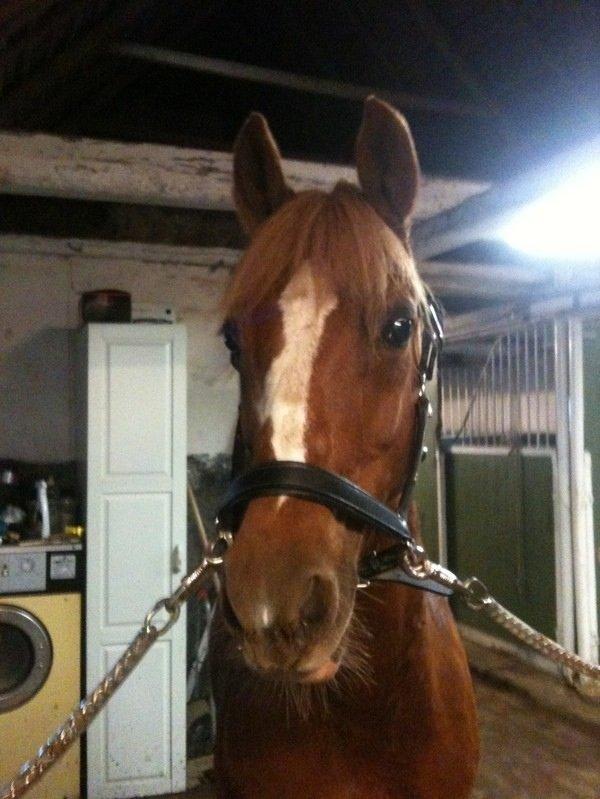 Anden særlig race Luca billede 20