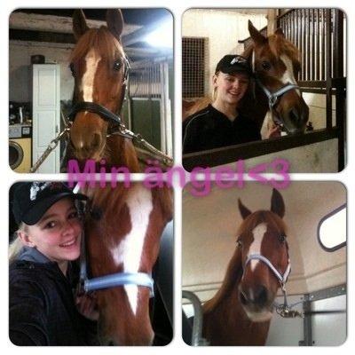 Anden særlig race Luca billede 21