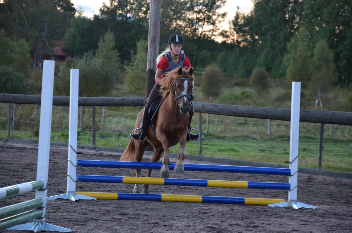 Anden særlig race Luca billede 24