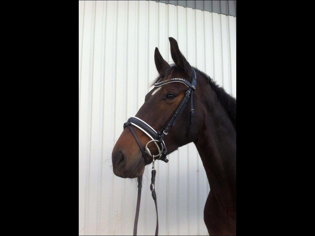 Oldenborg Don Frello billede 22