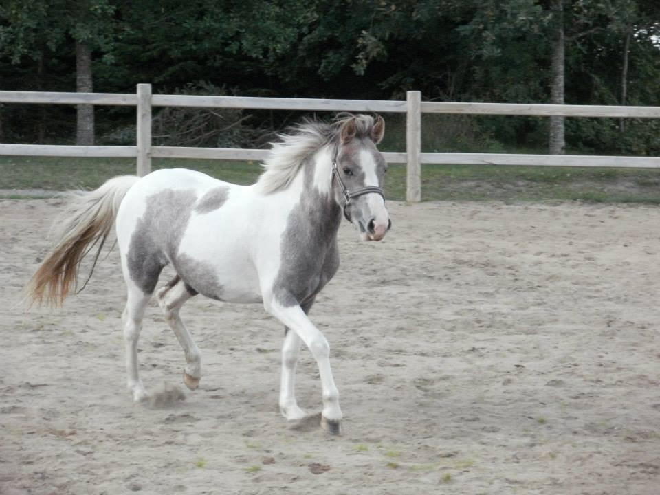 Anden særlig race Chacha *Himmelhest* billede 14