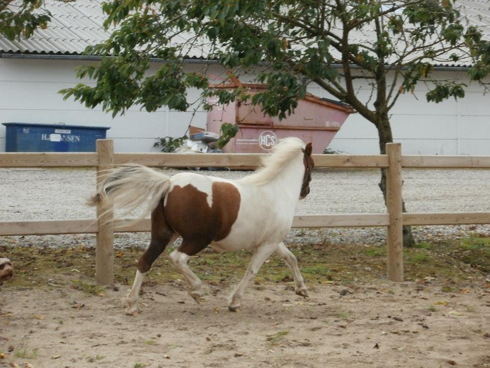 Anden særlig race Alf billede 17