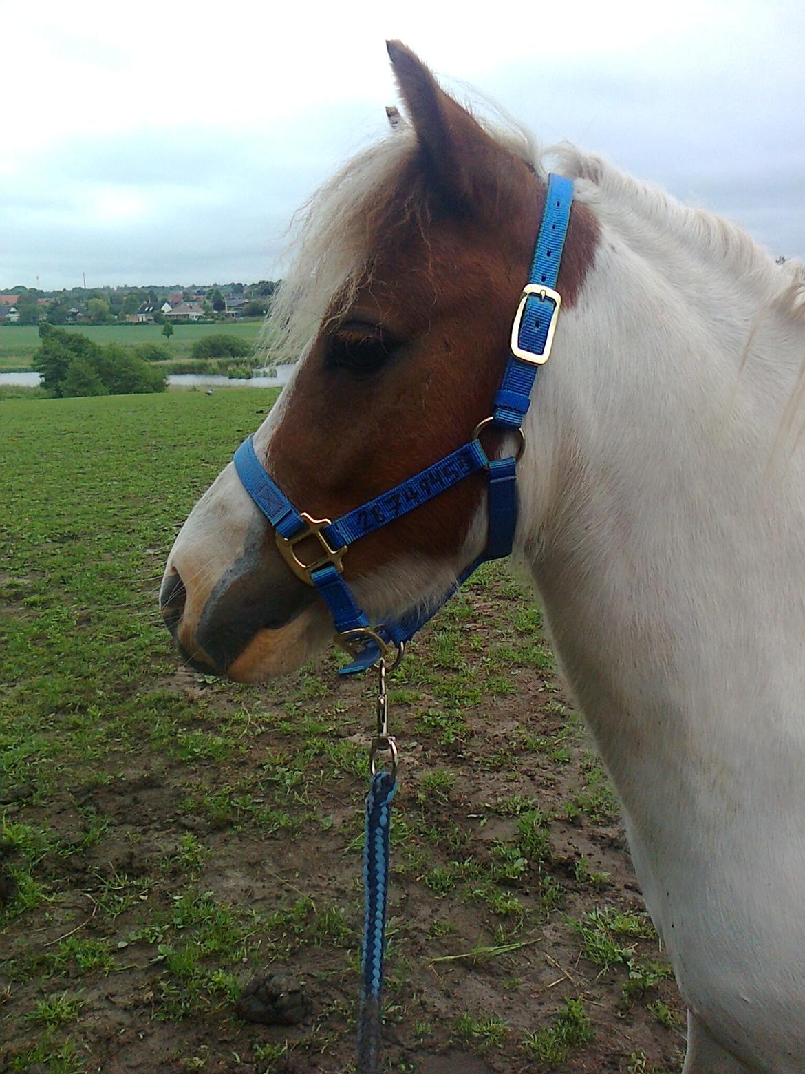 Anden særlig race Alf billede 2