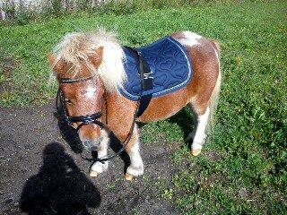 Shetlænder Winnetou billede 11