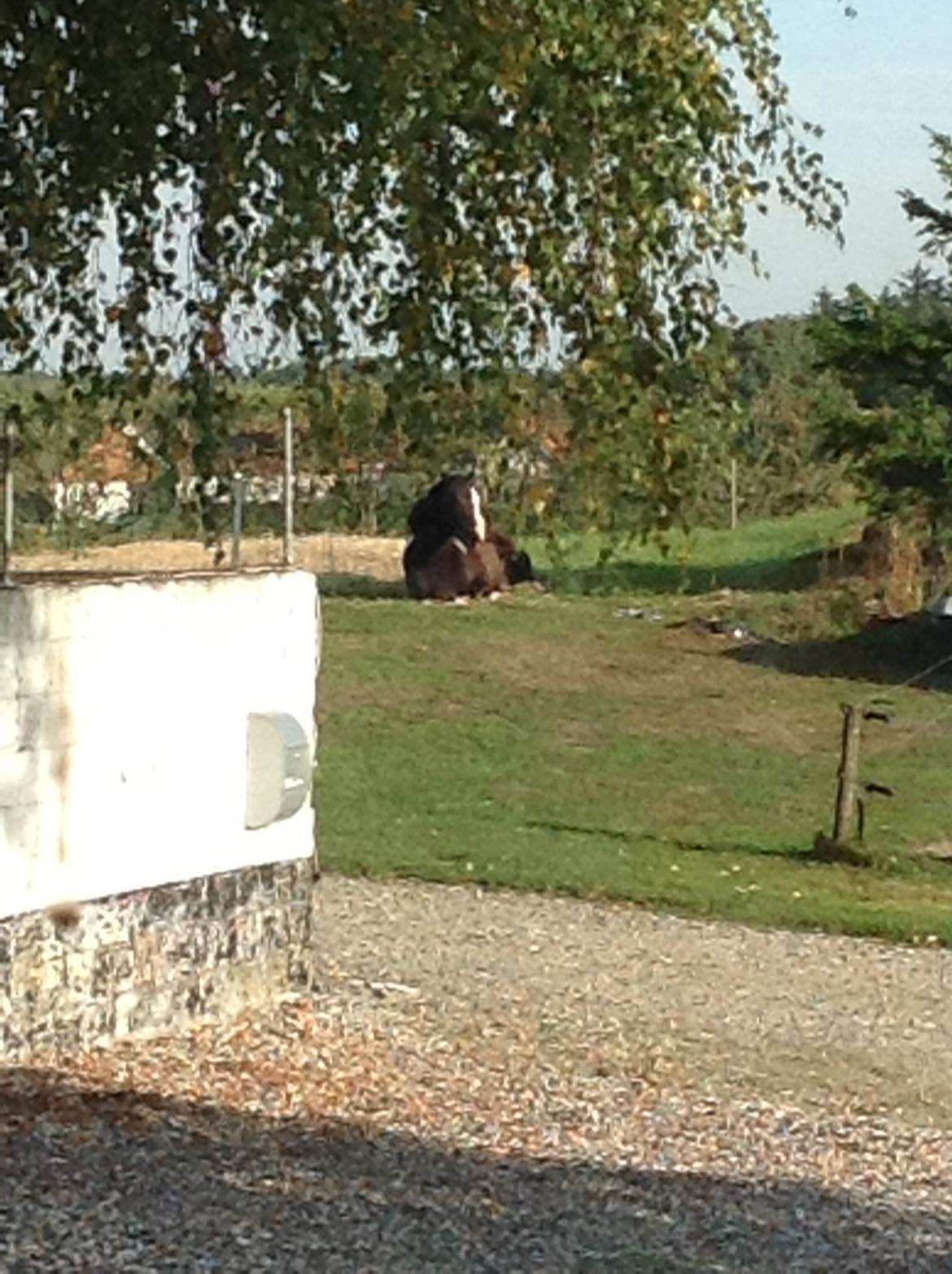 Pinto Mørkbaks pyia<3 - velkommen til pyias profil<3;) billede 1