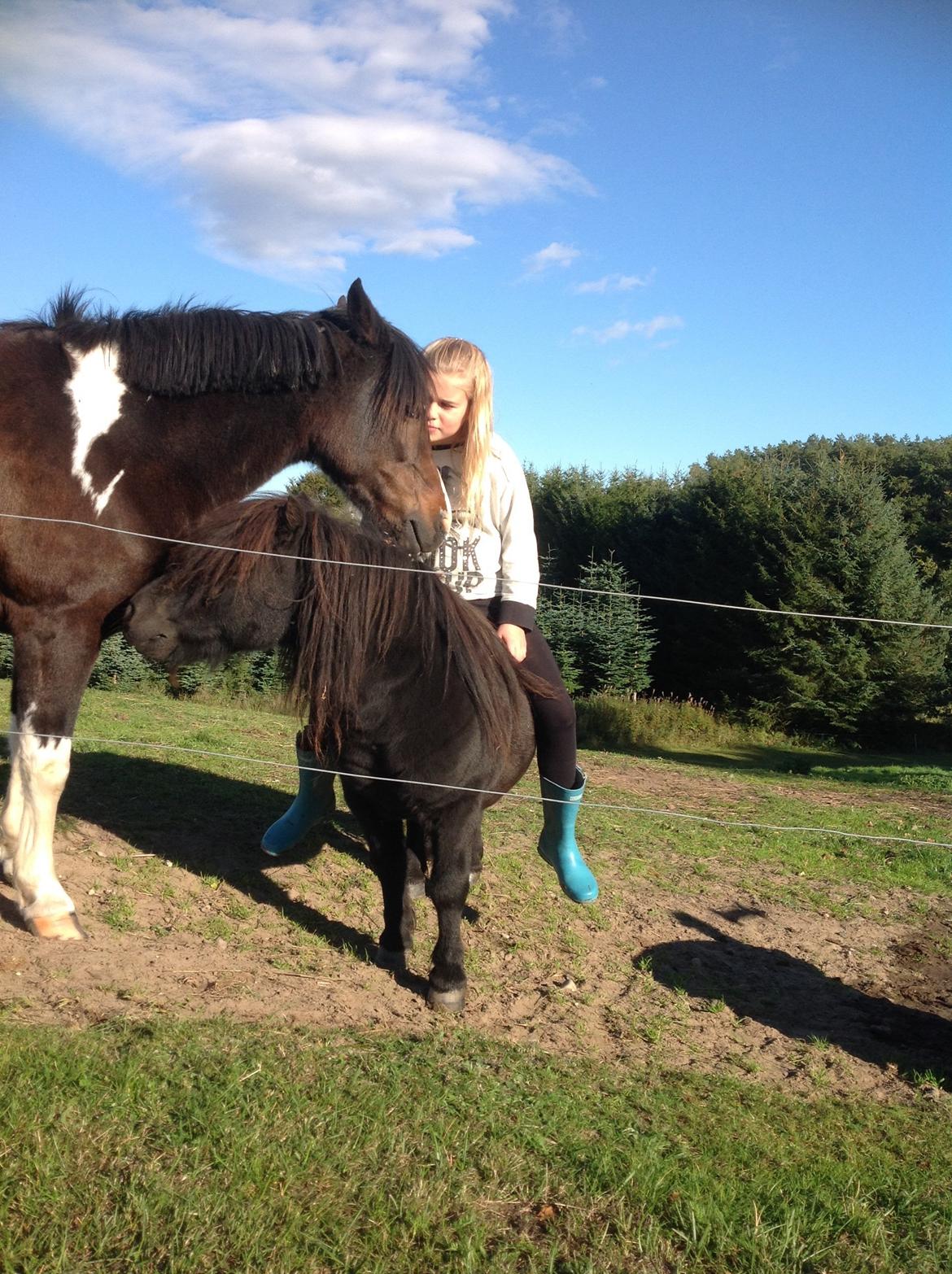 Pinto Mørkbaks pyia<3 - dav pyia siger rock og maya billede 3