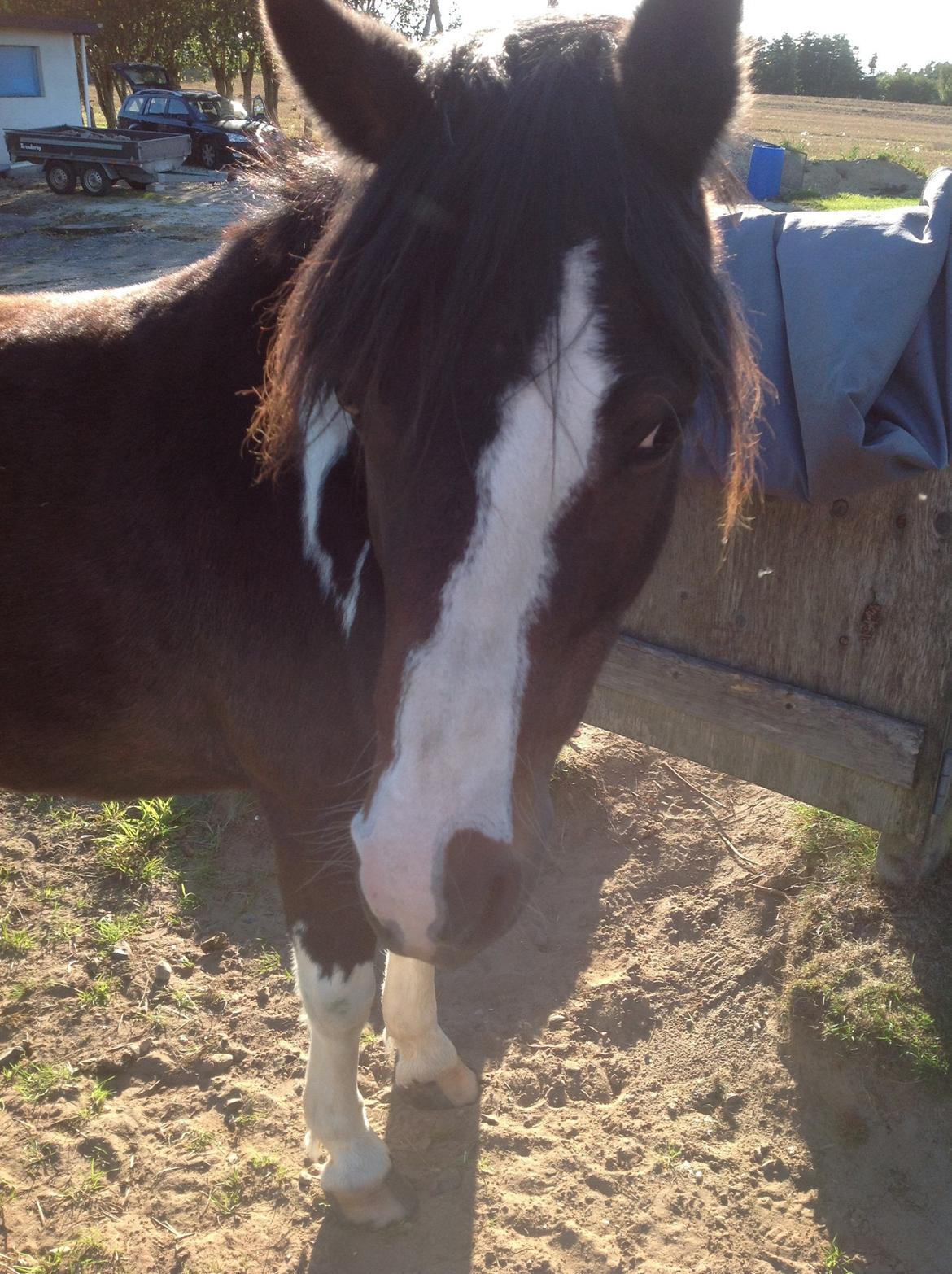 Pinto Mørkbaks pyia<3 - lille smukke pyia<3<3<3  billede 4