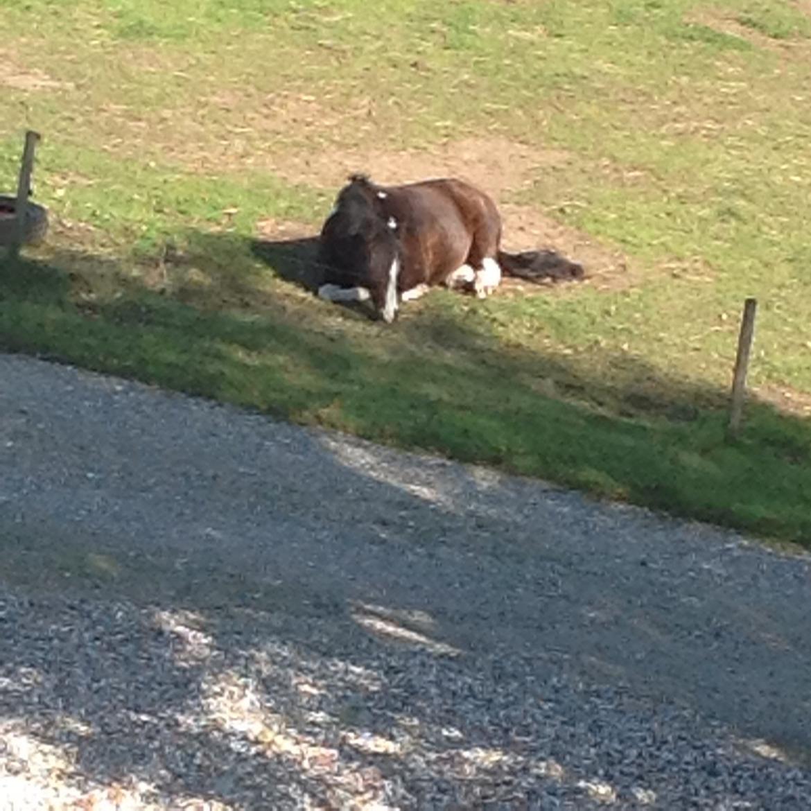 Pinto Mørkbaks pyia<3 - sover du....? billede 5