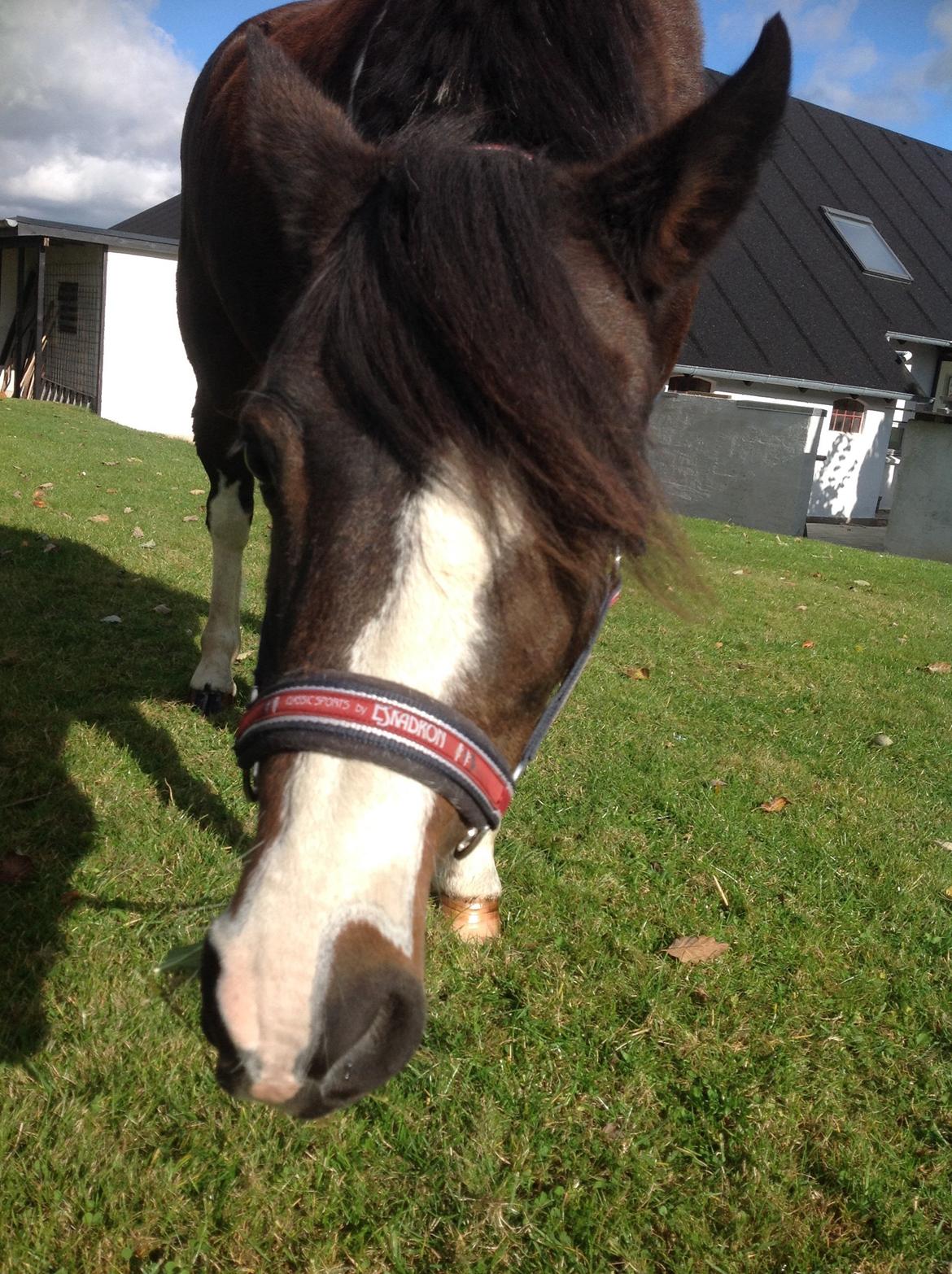 Pinto Mørkbaks pyia<3 - kan jeg spise jer<3 billede 6