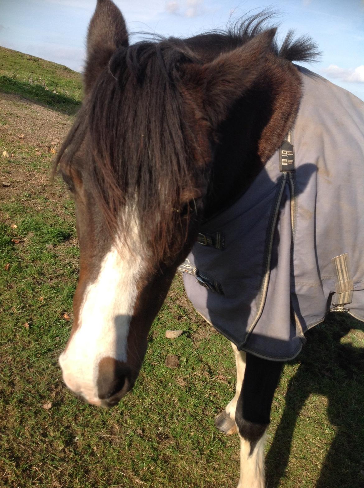 Pinto Mørkbaks pyia<3 - <3<3<3<3<3 billede 7