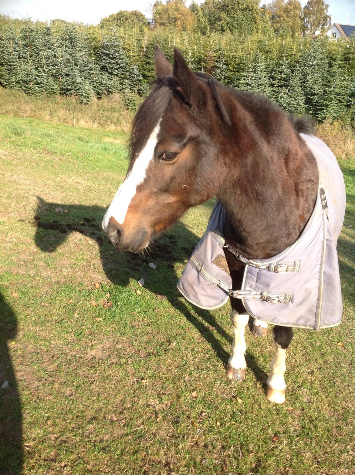 Pinto Mørkbaks pyia<3 - dejlige dig smukke tøs<3<3<3<3;* billede 8