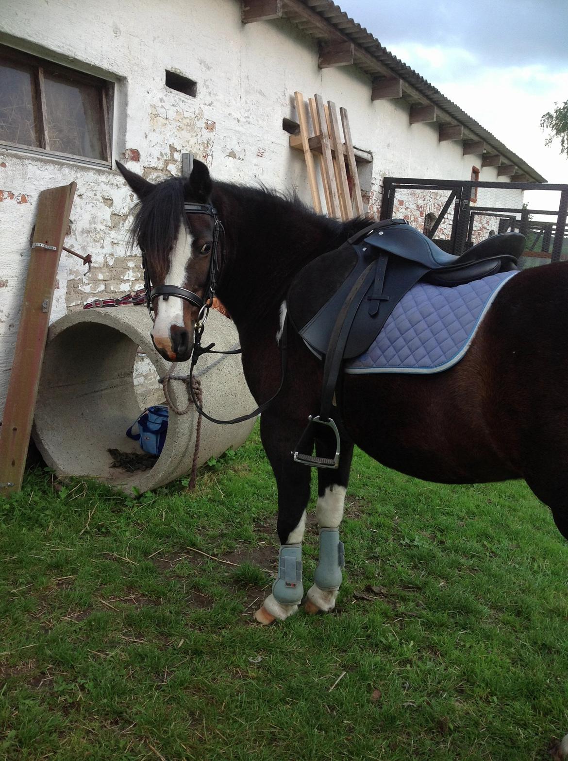 Pinto Mørkbaks pyia<3 - dig og mig for altid billede 10