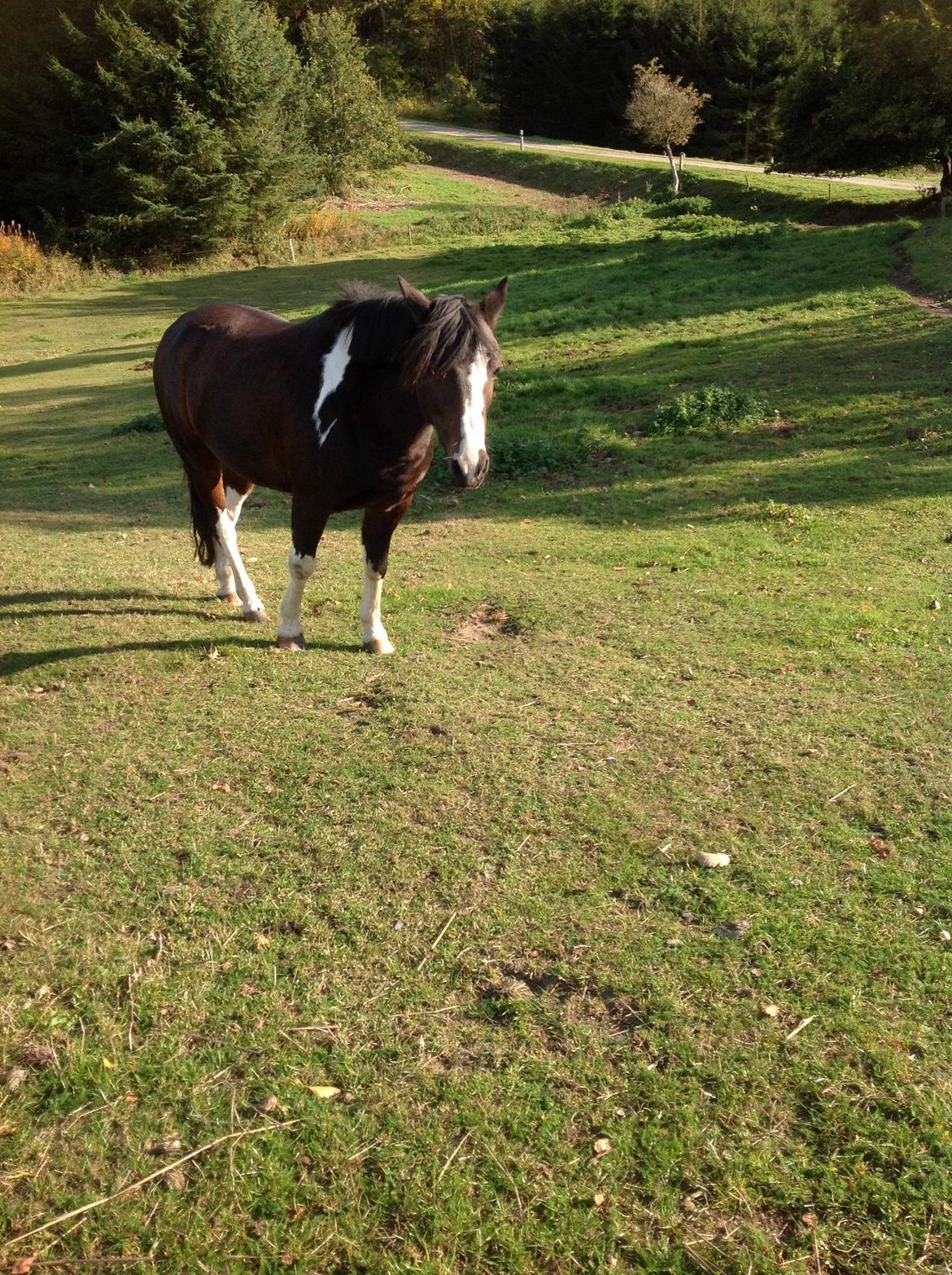 Pinto Mørkbaks pyia<3 - muuuuuuus<3<3<3<3<3;) billede 11