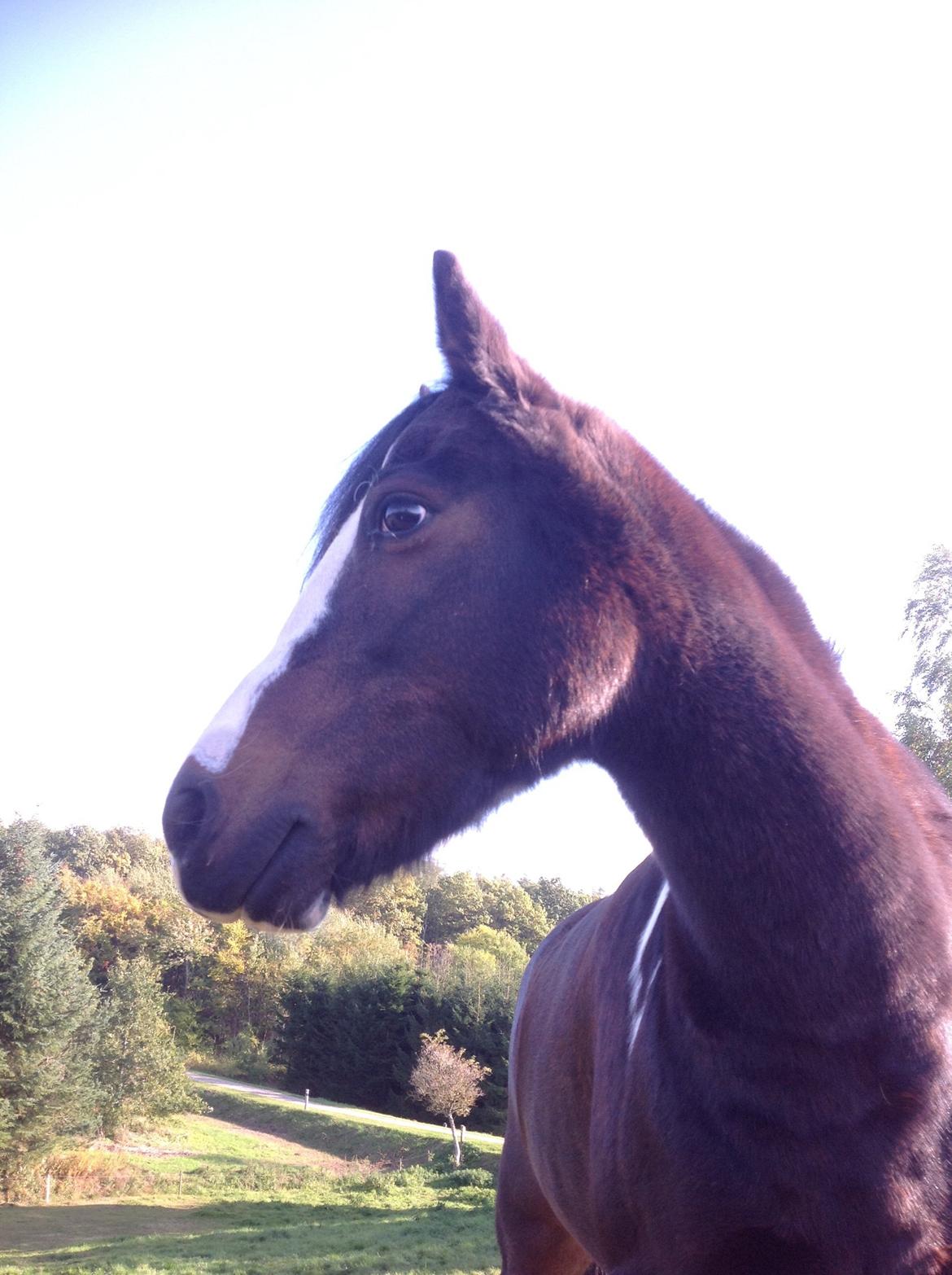 Pinto Mørkbaks pyia<3 - <3<3 billede 12