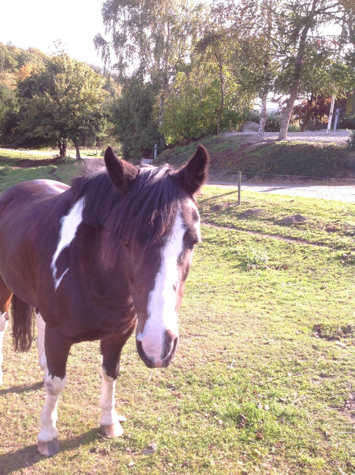 Pinto Mørkbaks pyia<3 - hej pyia<3<3<3 billede 13