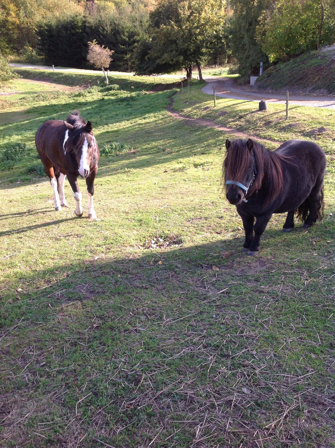 Pinto Mørkbaks pyia<3 - bedste vennen rock;)<3<3 billede 14