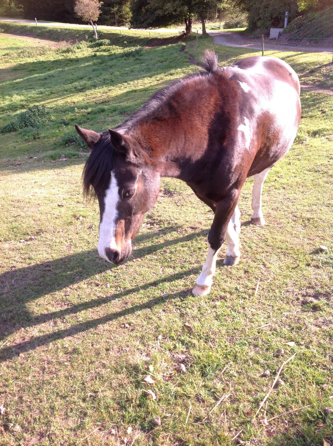 Pinto Mørkbaks pyia<3 - smukke mus<3<3<3<3;) billede 15