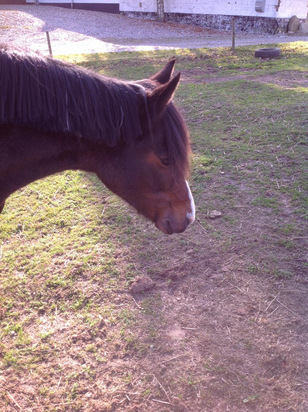 Pinto Mørkbaks pyia<3 - <3 billede 16