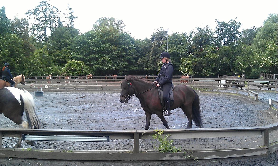 Islænder Hrekkur fra Helgenæs - okay du kan være ret irreterene en gang i mellem xD billede 13