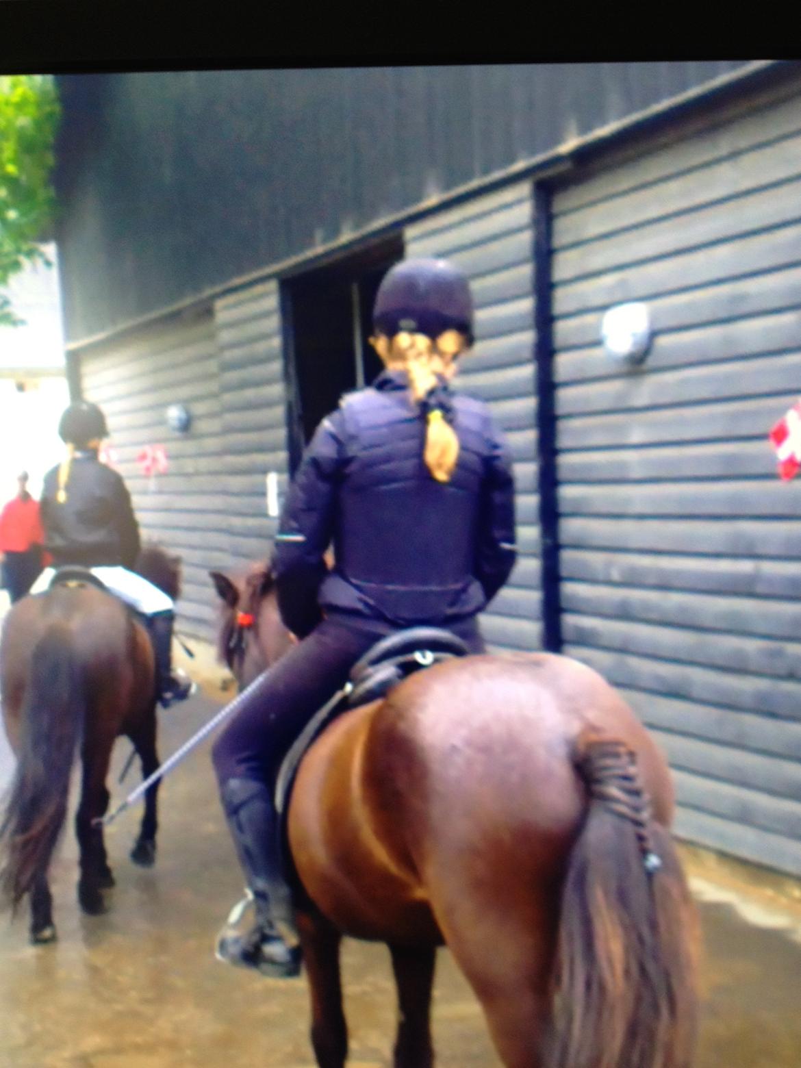 Islænder Hrekkur fra Helgenæs - Her kan man se at Hrekkur skifter farve til brun om sommeren<3
 billede 14