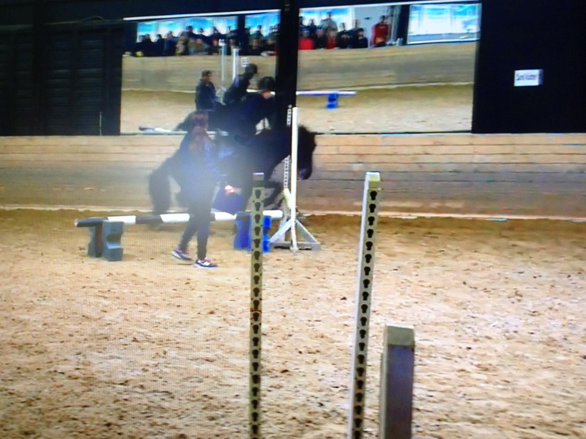 Islænder Hrekkur fra Helgenæs - okay jeg kan sige at vi rev ned! :-( billede 16