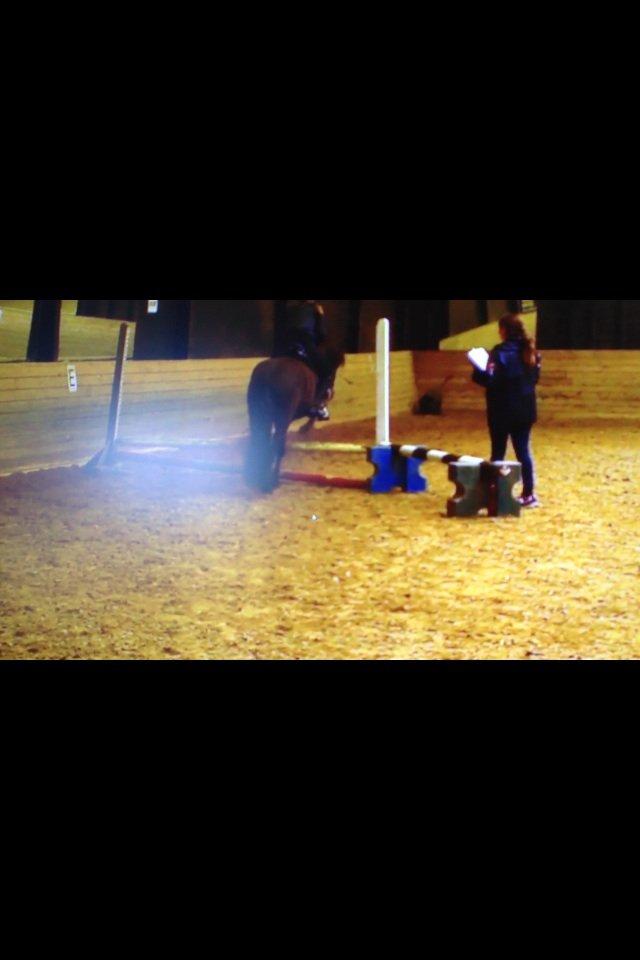 Islænder Hrekkur fra Helgenæs - okay lille billede men HER kan man se at han faktisk godt kan springe SMÅ spring! xD billede 17