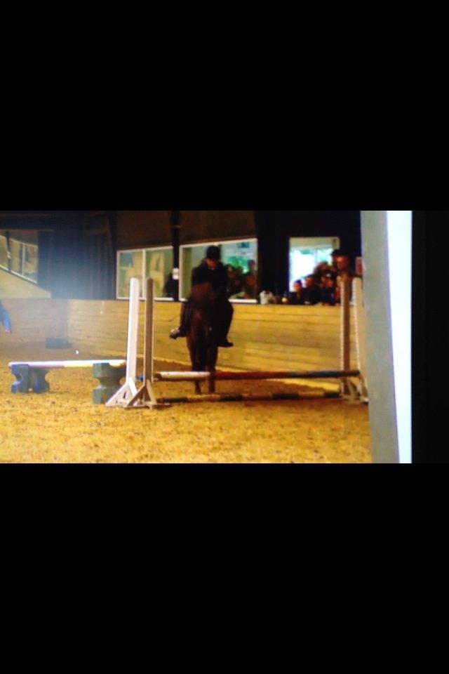 Islænder Hrekkur fra Helgenæs - Her der løfter han sig rigtig godt man kan bare ikke lige se forbenene men det skal siges at de er der! billede 18