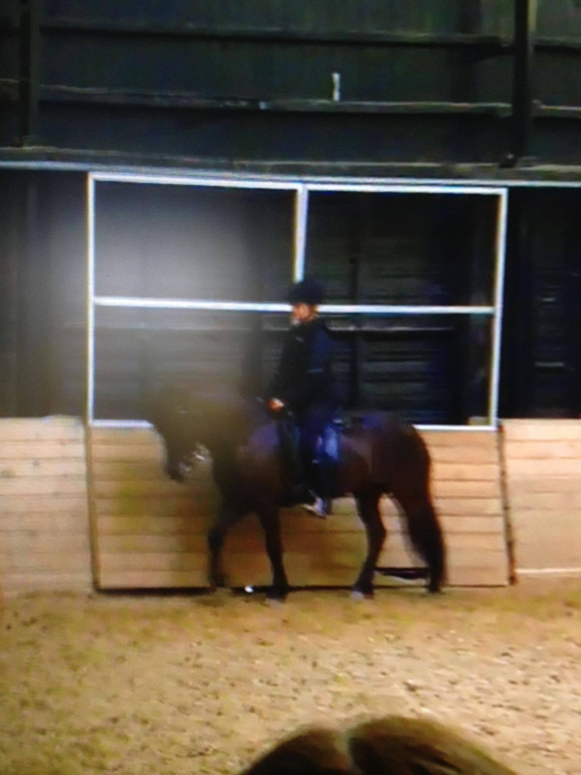 Islænder Hrekkur fra Helgenæs - dårlig kvalitet "undskyld" men yay han overvejer at acceptere bidet!!! billede 19