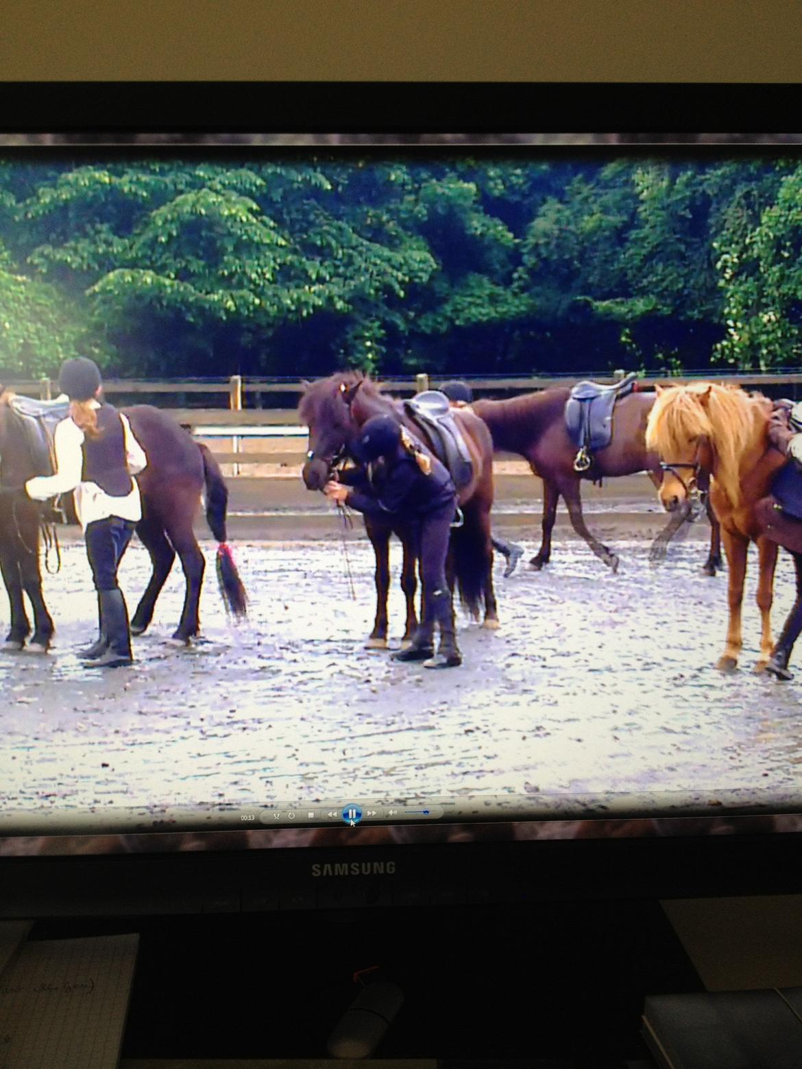 Islænder Hrekkur fra Helgenæs - jeg spænder hageremmen:-) billede 20