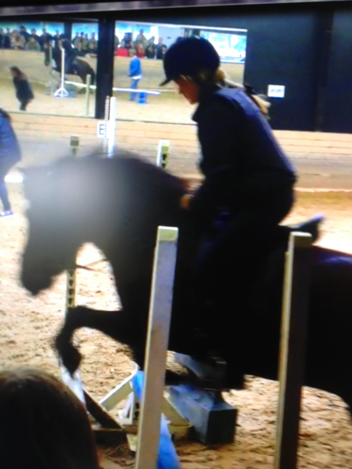 Islænder Hrekkur fra Helgenæs - hehe han holder sig til dressuren! billede 21