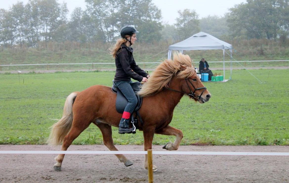 Islænder Torfi fra Ulstrup - Tvistur pinsestævne billede 5