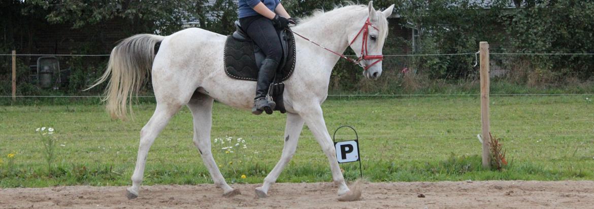 Arabisk fuldblod (OX) Joy Salina billede 18