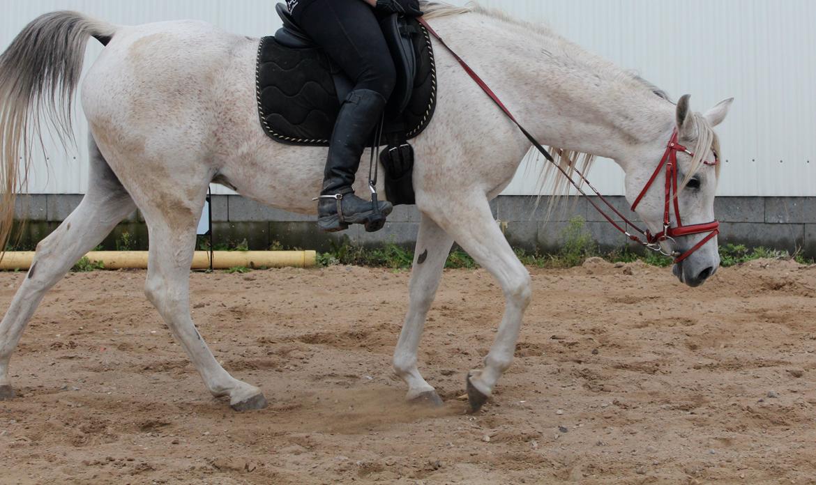 Arabisk fuldblod (OX) Joy Salina billede 3