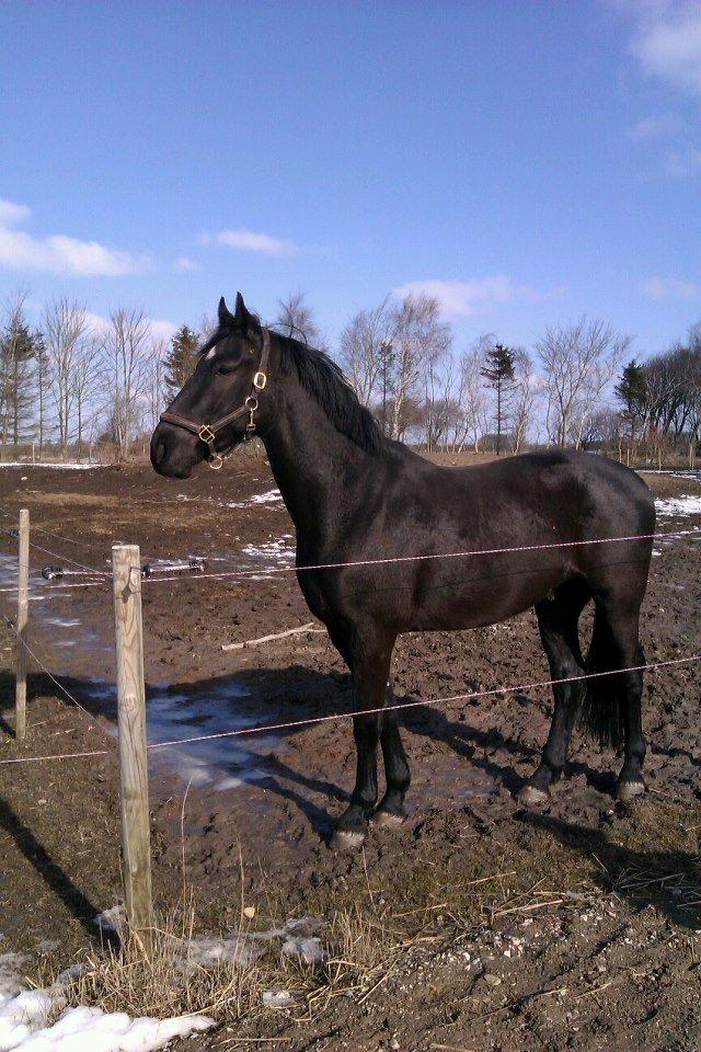 Anden særlig race Zeus - D. 3/4  2 uger med bamsen, elsker den lille hyp <3 billede 2