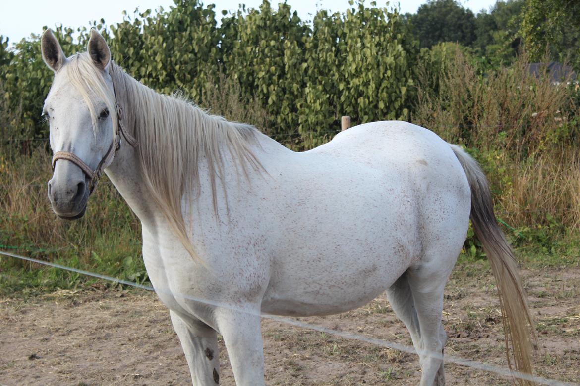 Arabisk fuldblod (OX) Joy Salina billede 1