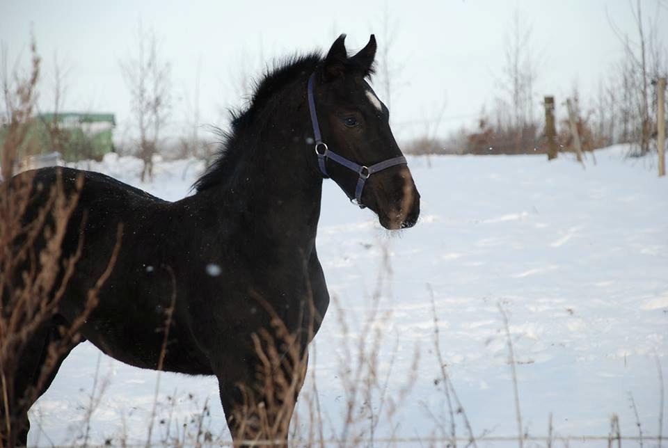 Anden særlig race Zeus - lige fået lidt forskellige føl billeder fra de gamle ejere, hold da op var var han sød den gang! <3 billede 4