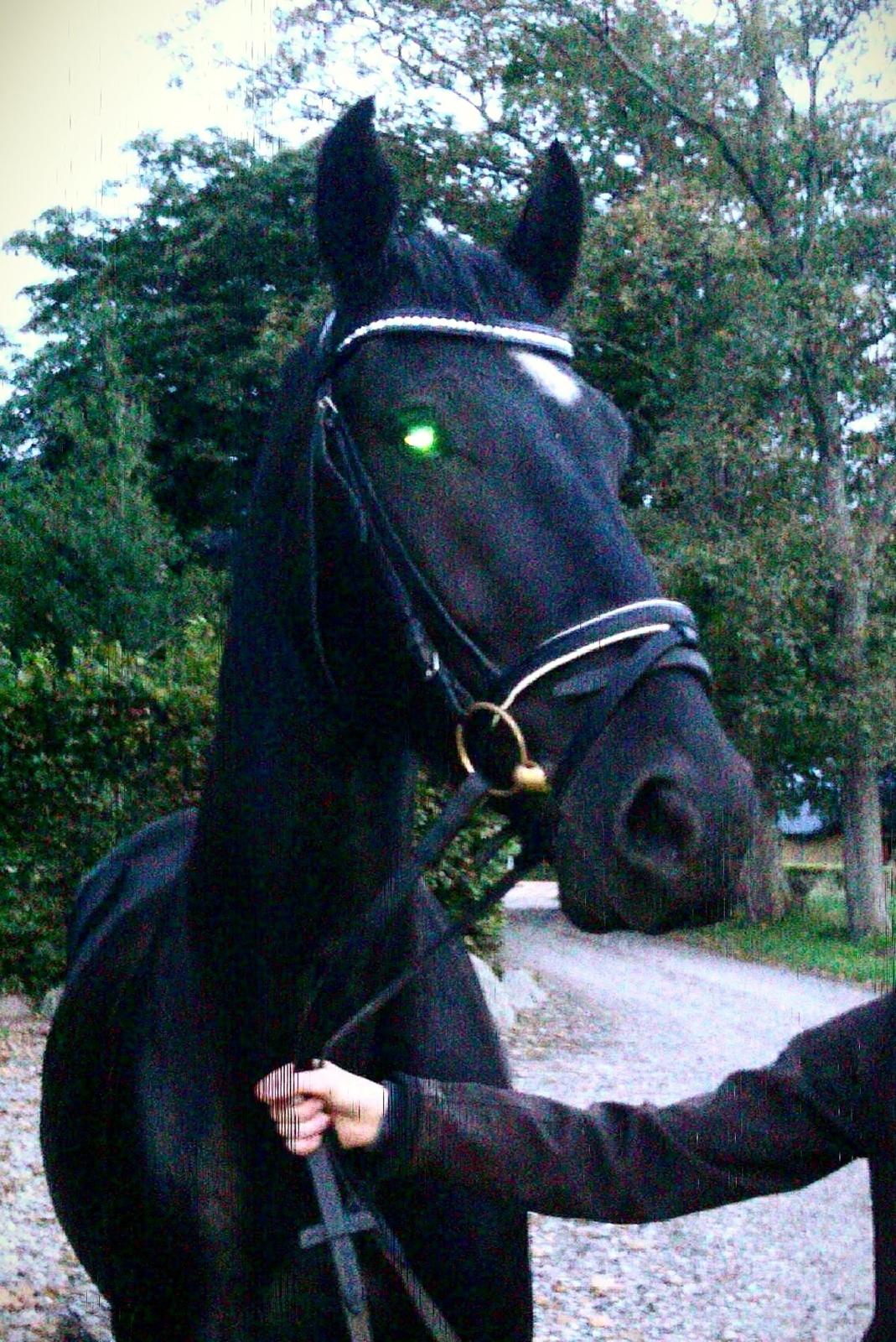 Anden særlig race Zeus - lidt utydeligt (i know) men han har lige fået sin nye trense og jeg er så glad for den! :-D billede 5