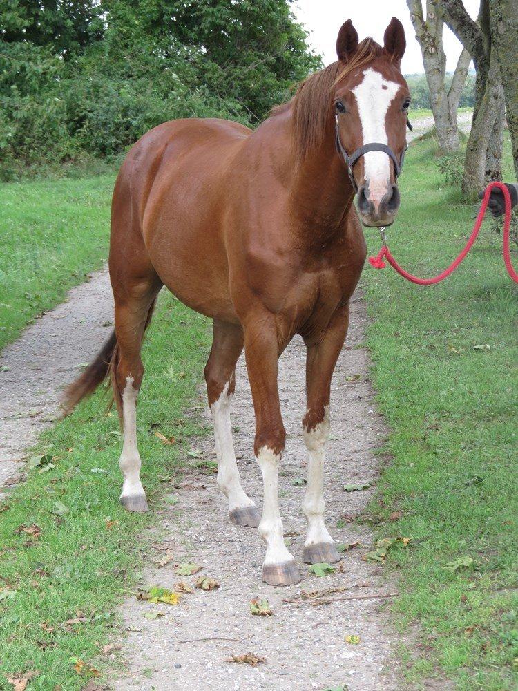 Dansk Varmblod Skavhøjs Chad F billede 2