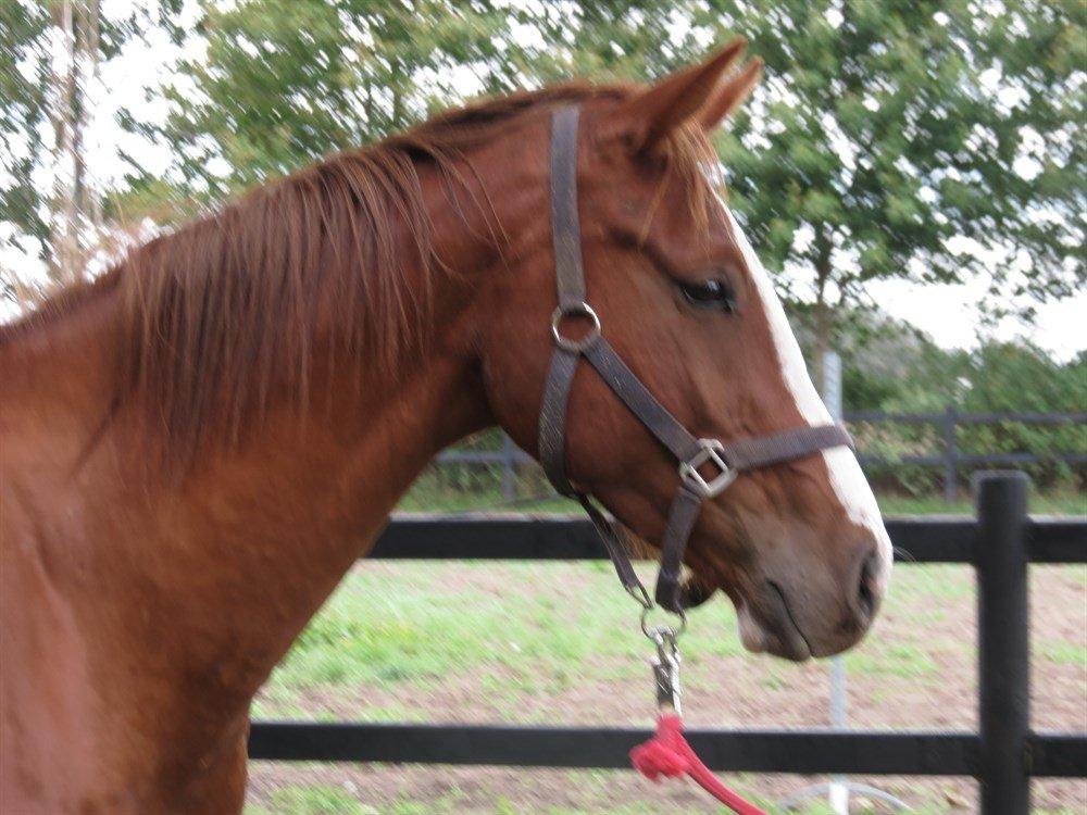 Dansk Varmblod Skavhøjs Chad F billede 4