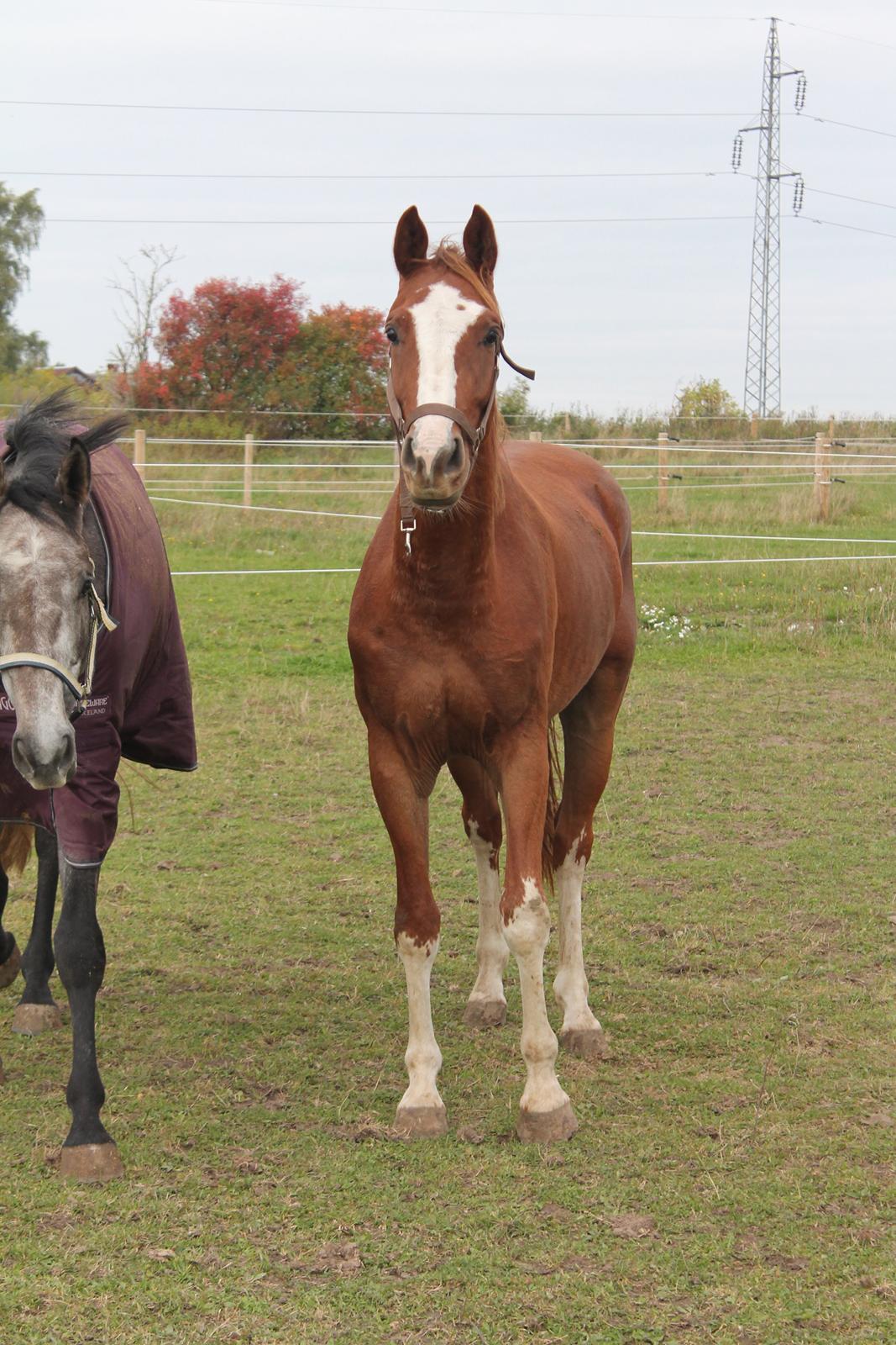 Dansk Varmblod Skavhøjs Chad F billede 6