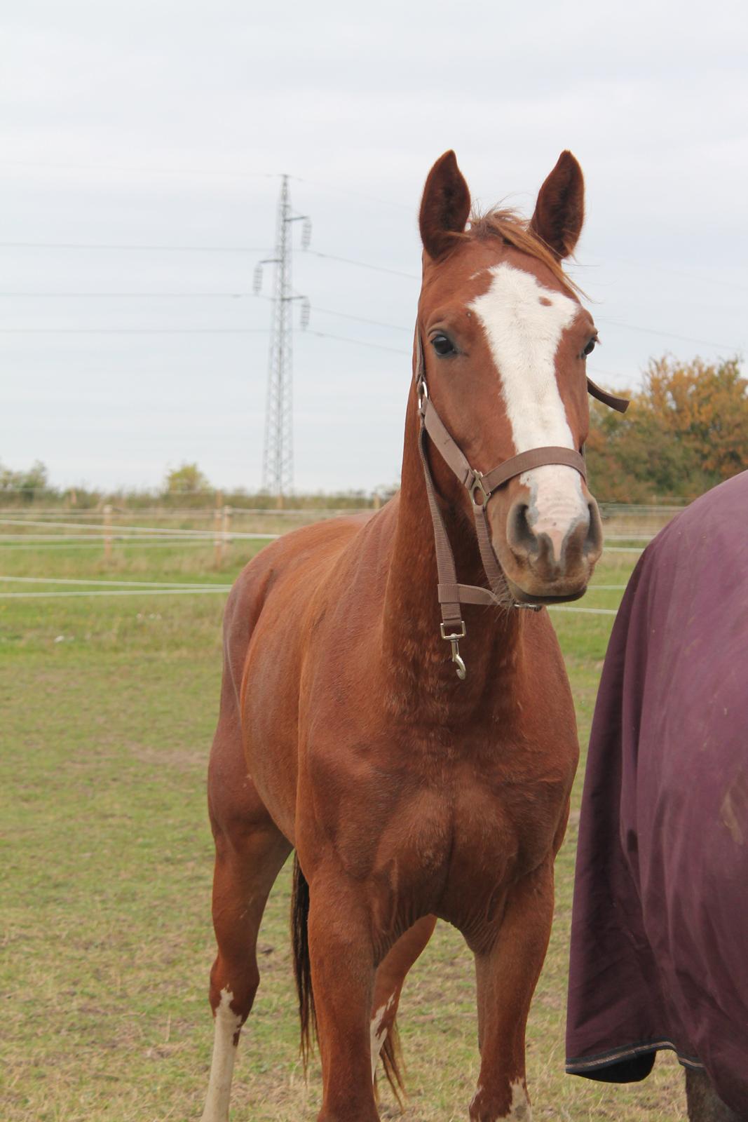 Dansk Varmblod Skavhøjs Chad F billede 8