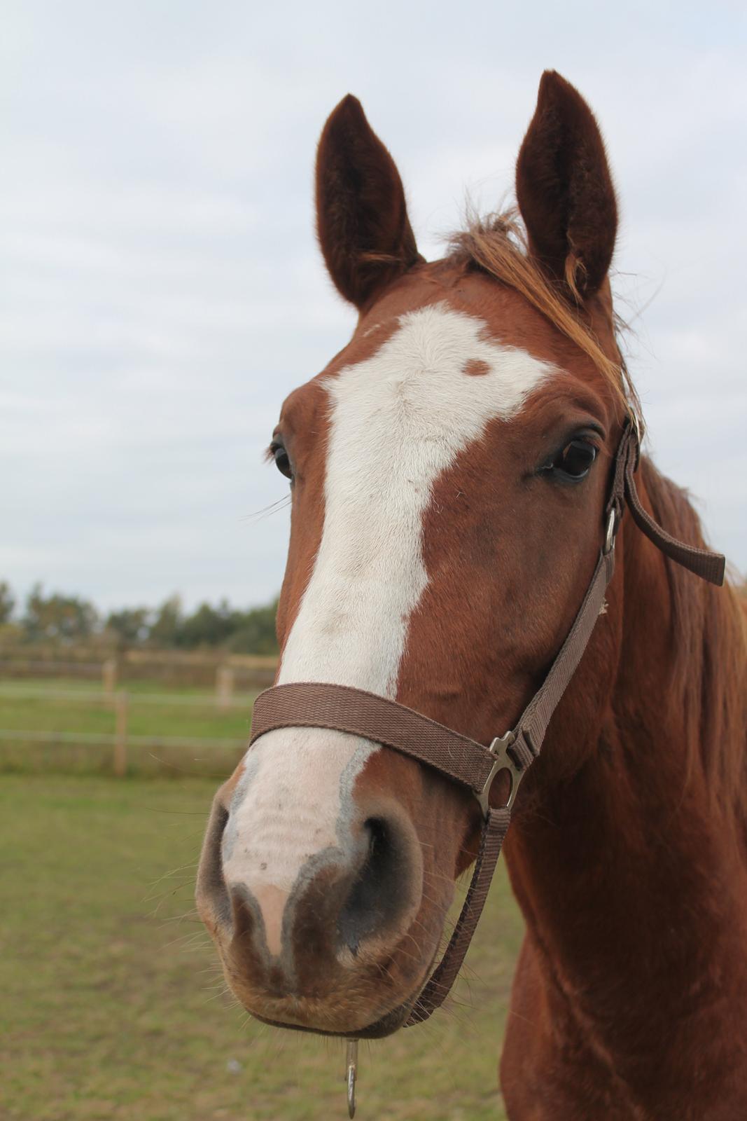 Dansk Varmblod Skavhøjs Chad F billede 12