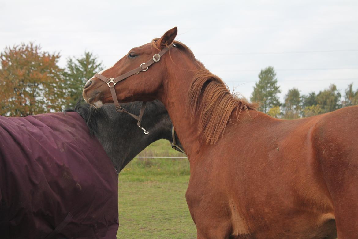 Dansk Varmblod Skavhøjs Chad F billede 15