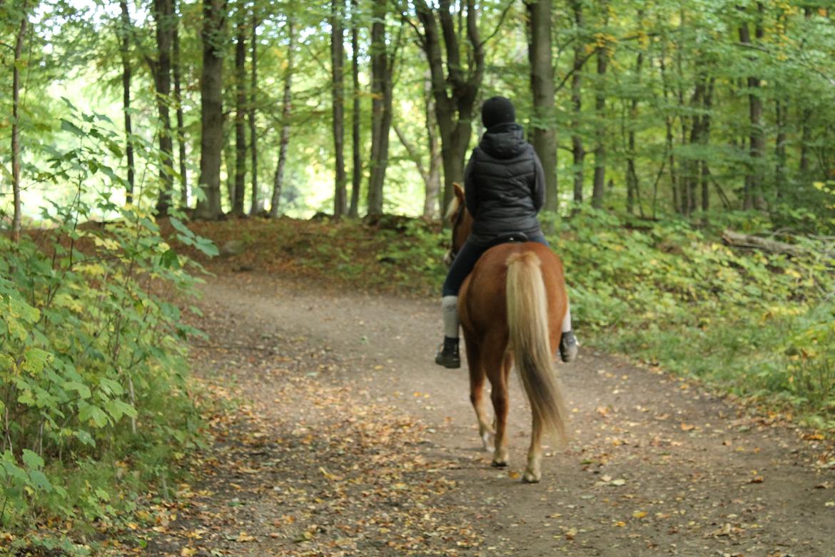 Islænder Vá Fra Arnakke billede 6