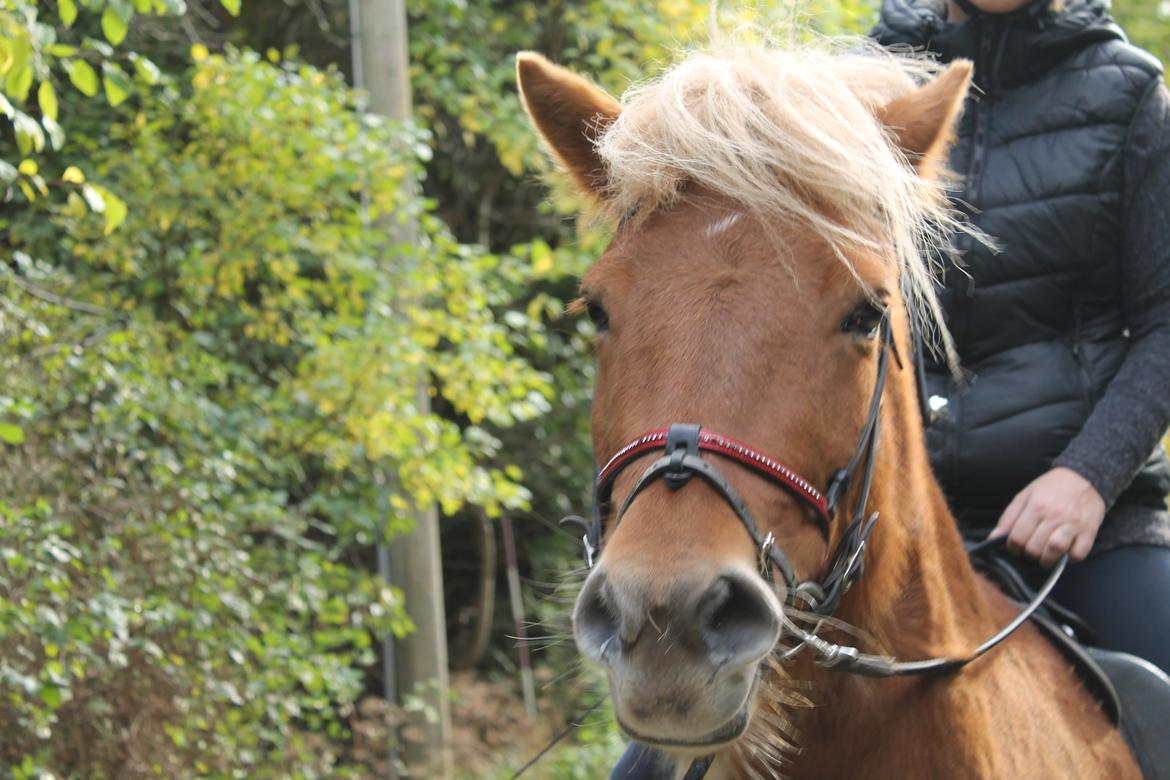 Islænder Vá Fra Arnakke billede 7